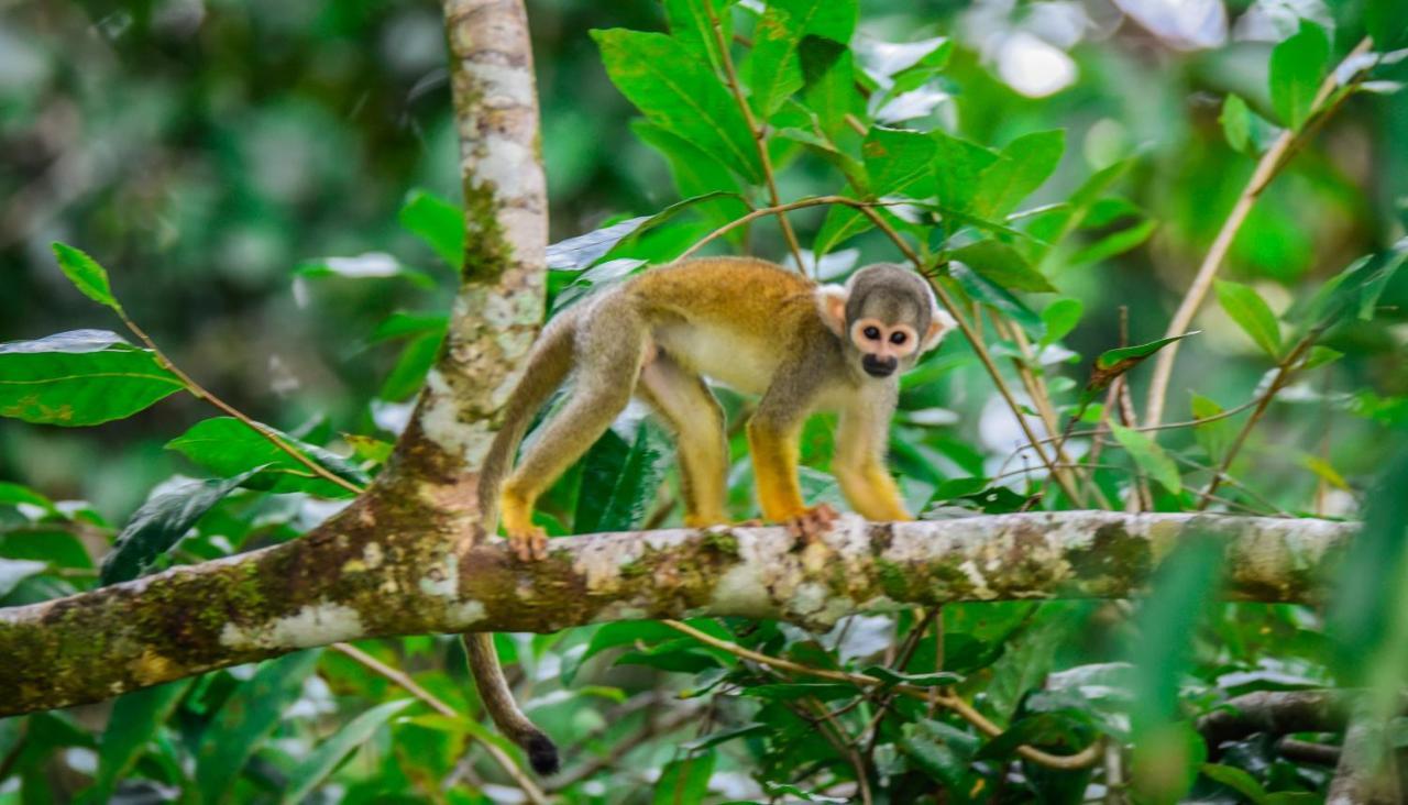 Amazon Muyuna Lodge Paraiso ภายนอก รูปภาพ