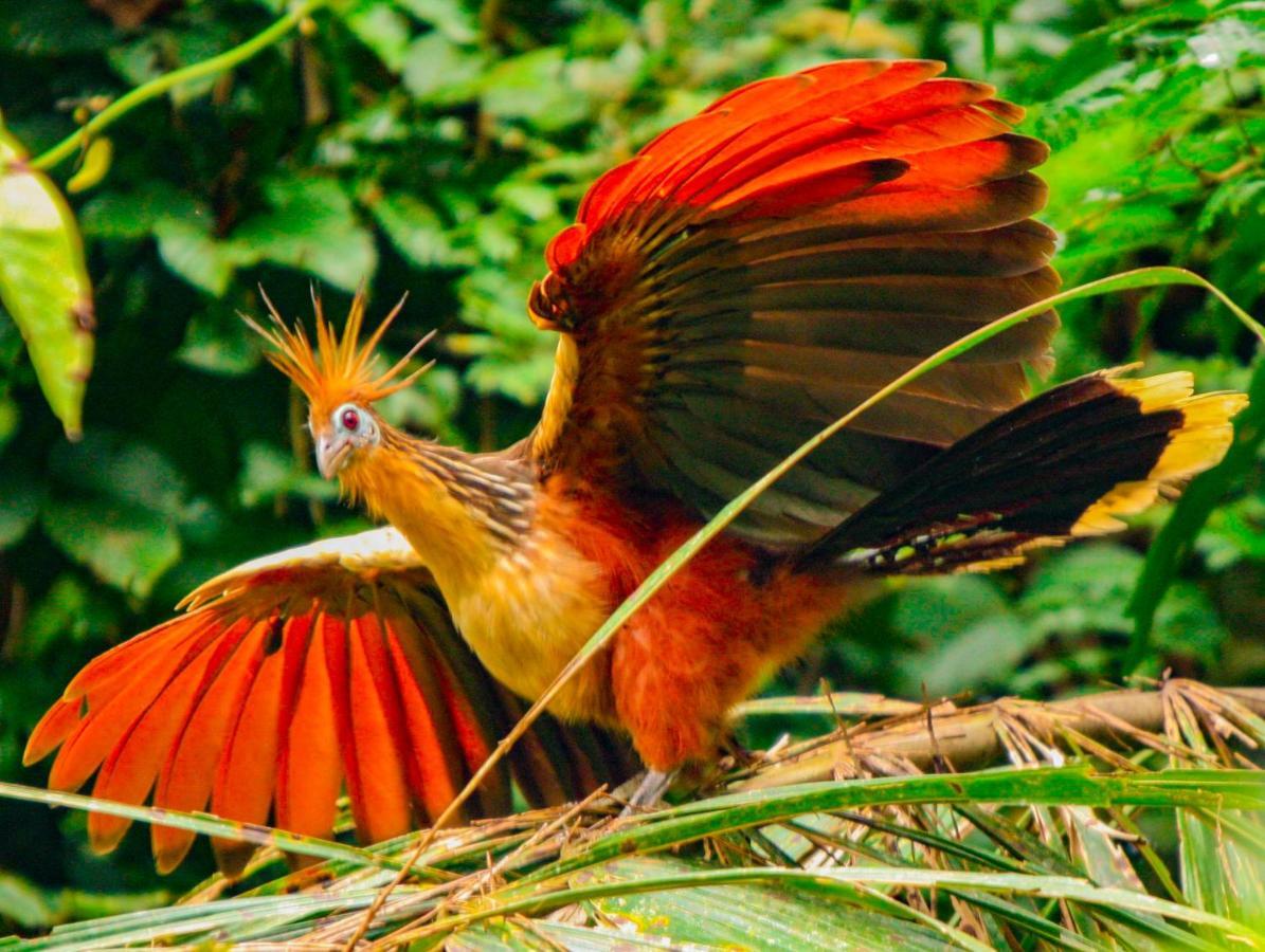 Amazon Muyuna Lodge Paraiso ภายนอก รูปภาพ