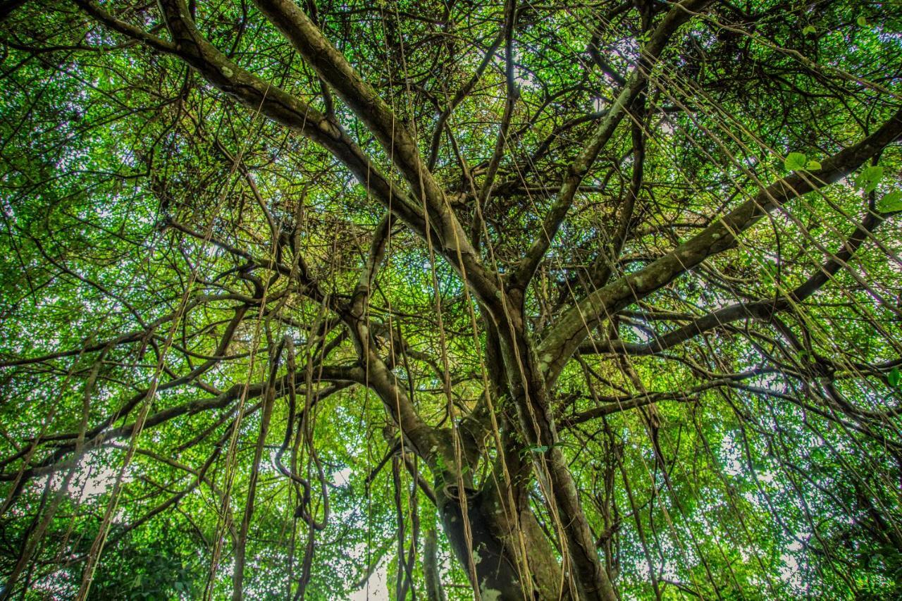 Amazon Muyuna Lodge Paraiso ภายนอก รูปภาพ