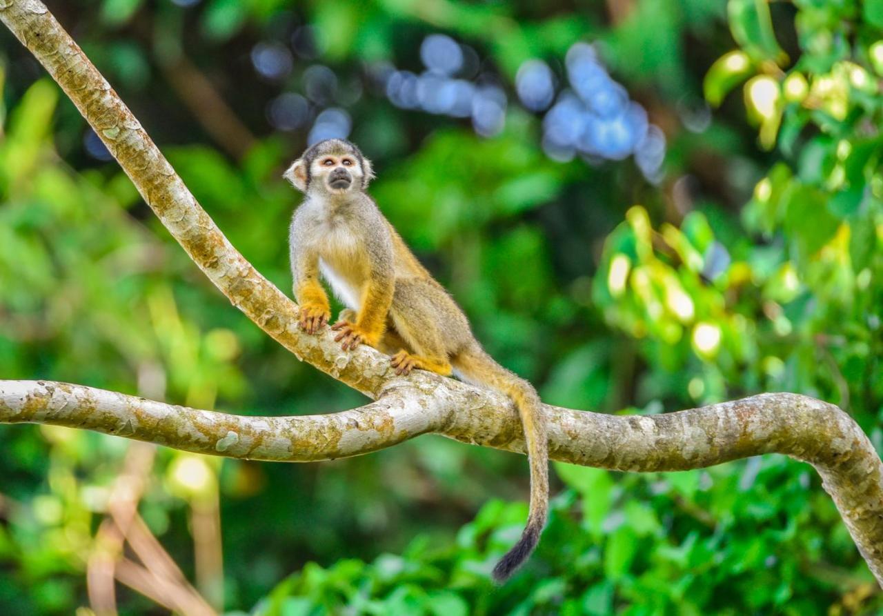Amazon Muyuna Lodge Paraiso ภายนอก รูปภาพ